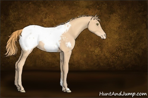 Horse Color:Unknown 