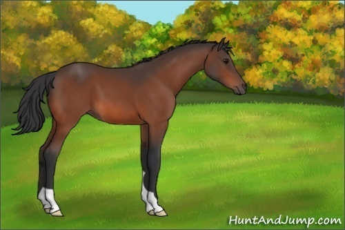 Horse Color:Unknown 
