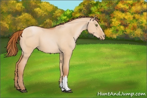 Horse Color:Bay Pearl Dun