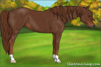 Horse Color:Gray Chestnut 