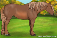 Horse Color:Unknown 
