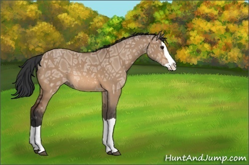 Horse Color:Bay Ice Dun Splash Rabicano 