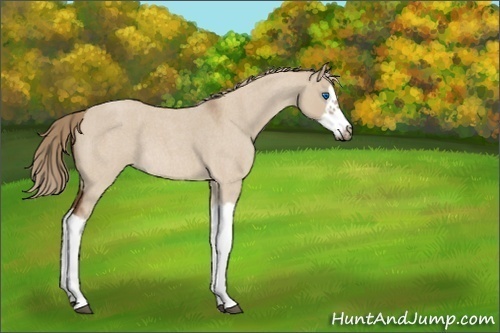 Horse Color:Red Dun Roan Splash Frame Rabicano 
