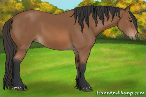 Horse Color: Bay 
