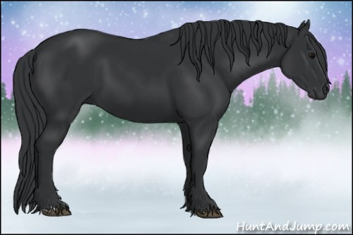 Horse Color: Black 