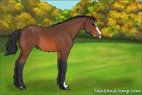 Horse Color:Bay Sabino 