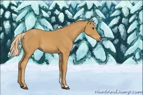 Horse Color:Palomino 