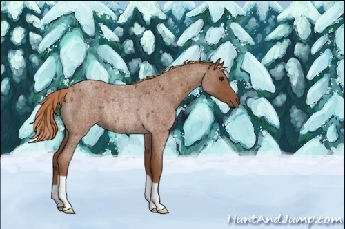 Horse Color:Red Roan Rabicano 
