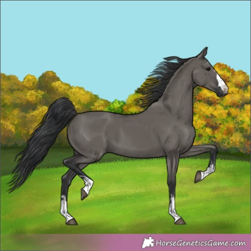 Horse Color:Grullo 