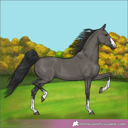 Horse Color:Grullo 