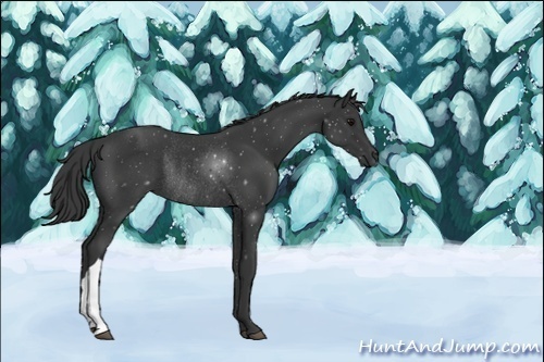 Horse Color:Black Rabicano 