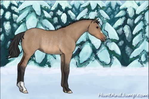 Horse Color:Bay Dun Rabicano 