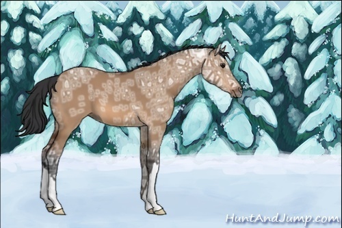 Horse Color:Bay Ice Dun 
