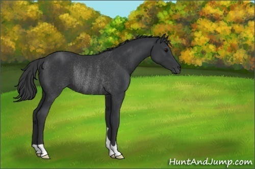 Horse Color:Black Rabicano 