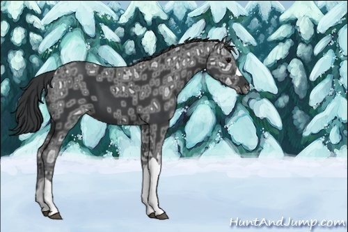 Horse Color:Black Ice 