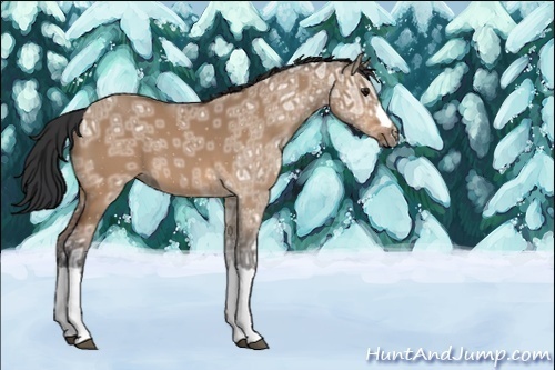 Horse Color:ERROR: UNKNOWN ANOMALY