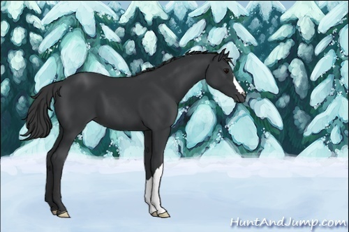 Horse Color:Black 