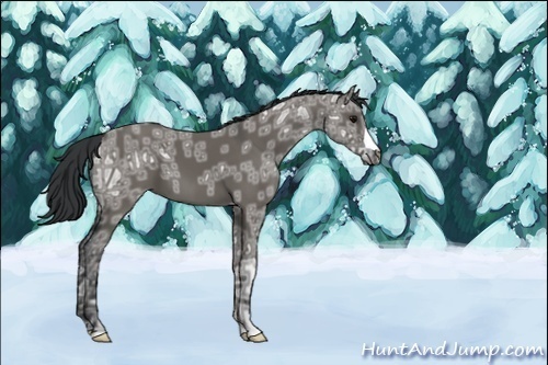Horse Color:Grullo Ice 