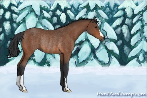 Horse Color:Bay Rabicano 