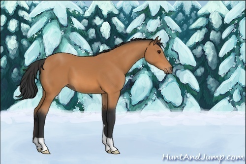 Horse Color:Bay 