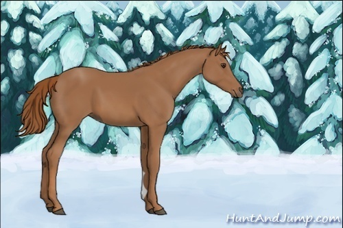 Horse Color:Chestnut Rabicano 
