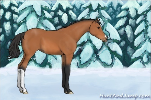 Horse Color:Bay 