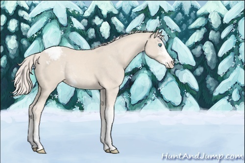 Horse Color:Cremello Mushroom Sabino Appaloosa Rabicano 