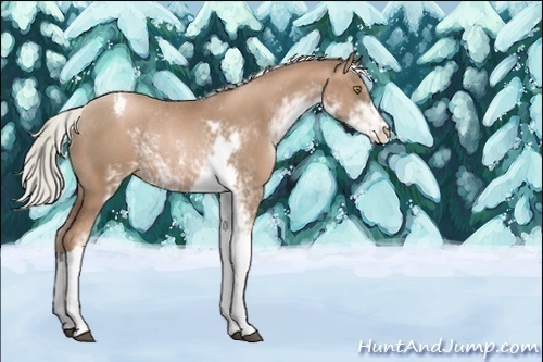 Horse Color:Unknown 