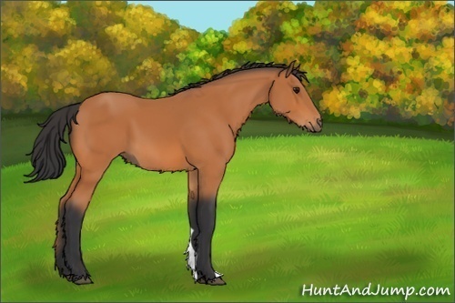 Horse Color:Unknown 