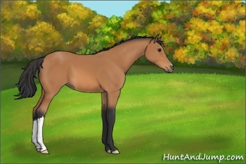 Horse Color:Unknown 