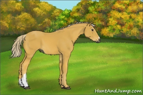 Horse Color:Gray Palomino
