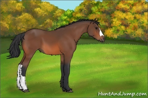 Horse Color:Bay 