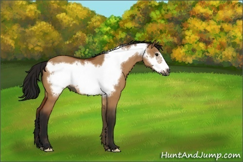 Horse Color:Unknown 
