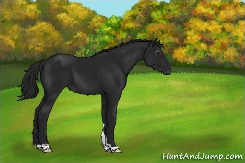 Horse Color:Gray Black 