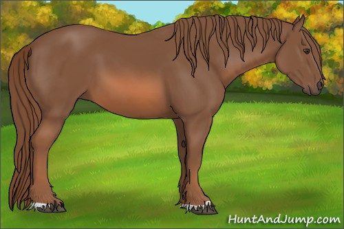 Horse Color: Chestnut 
