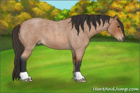 Horse Color:Bay Roan 