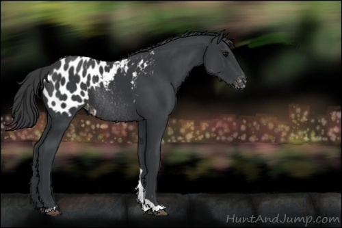 Horse Color:Black Appaloosa Rabicano