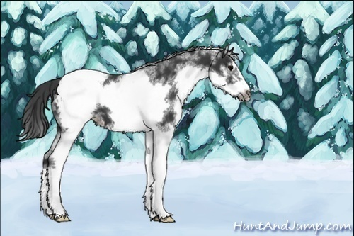 Horse Color:White Spotted Black Splash Frame Appaloosa