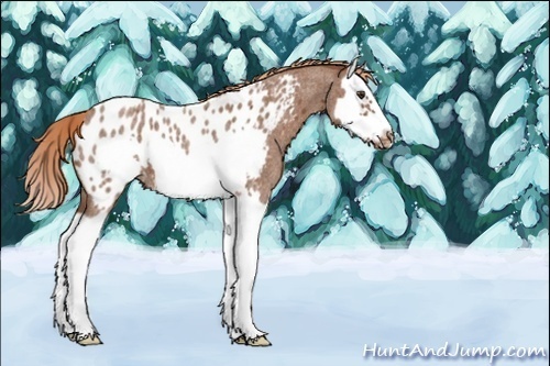Horse Color:Red Roan Splash Frame Appaloosa 