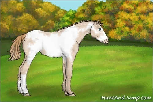 Horse Color:Perlino Roan Frame Snowcap 