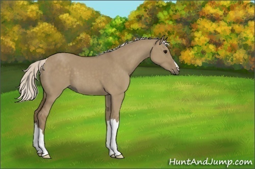 Horse Color:Silver Smoky Grullo 