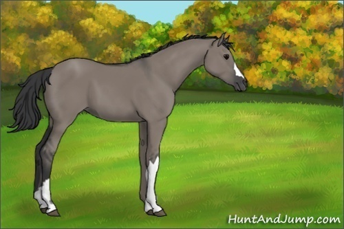 Horse Color:Grullo 