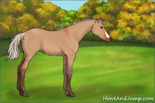 Horse Color:Silver Bay Dun