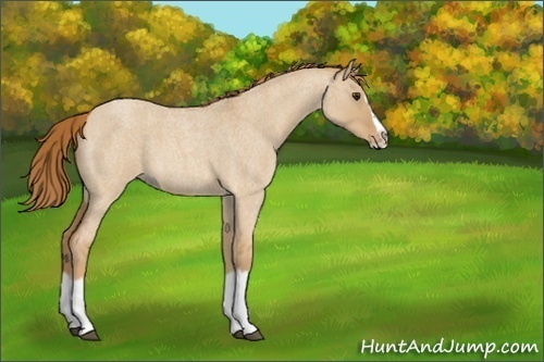 Horse Color:Red Dun Roan Splash Frame Rabicano 