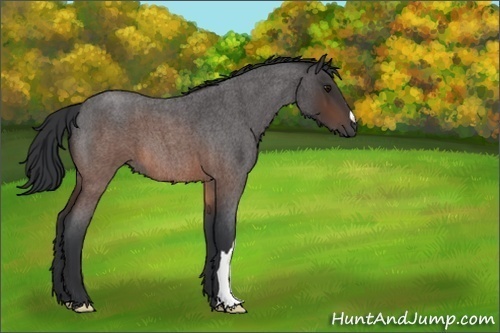 Horse Color:Brown Roan