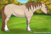Horse Color:Red Dun 