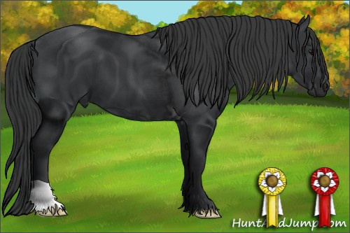 Horse Color: Black 