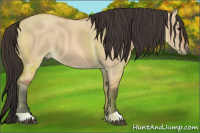 Horse Color:Bay Dun