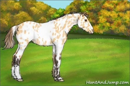 Horse Color:Unknown 