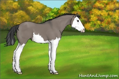 Horse Color:Unknown 